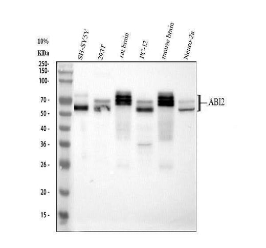 Anti-Abl interactor 2 ABI2 Antibody Picoband® Boster Bio