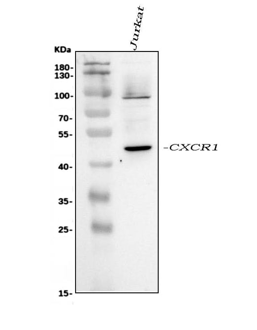 Anti-CXCR1 Antibody Picoband® Boster Bio