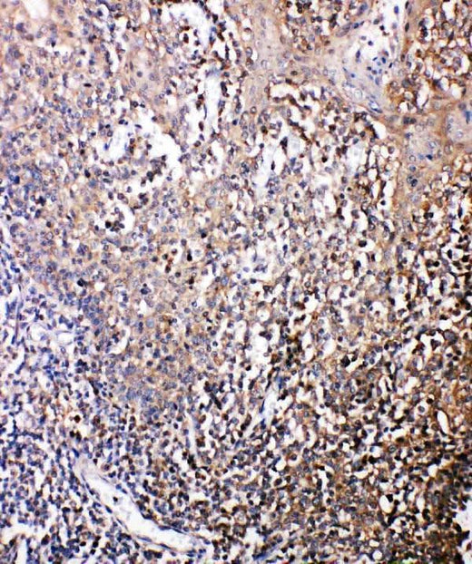 Anti-Bonzo/CXCR6 Antibody Picoband® Boster Bio