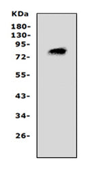 Anti-Proprotein convertase PC4/PCSK4 Antibody Picoband® Boster Bio