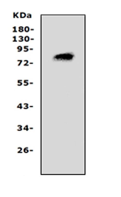 Anti-Proprotein convertase PC4/PCSK4 Antibody Picoband® Boster Bio