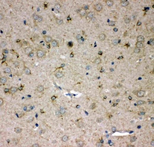 Anti-SPARC-like protein 1 SPARCL1 Antibody Picoband® Boster Bio