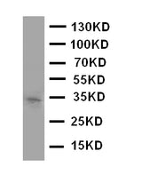 Anti-Aquaporin 10/AQP10 Antibody Picoband® Boster Bio