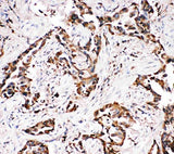 Anti-Amyloid-like protein 1 APLP1 Antibody Picoband® Boster Bio