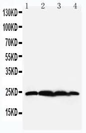Anti-BAG2 Antibody Picoband® Boster Bio