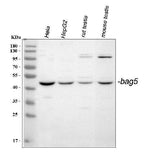 Anti-Bag5 Antibody Picoband® Boster Bio