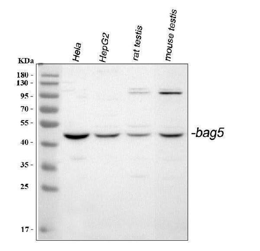 Anti-Bag5 Antibody Picoband® Boster Bio