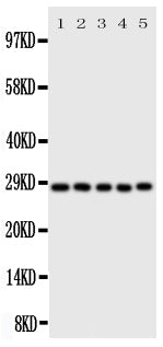 Anti-Caspase-14/CASP14 Antibody Picoband® Boster Bio