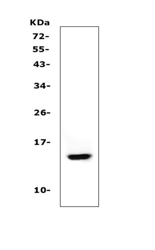 Anti-Cystatin A/CSTA Antibody Picoband® Boster Bio