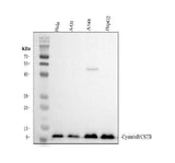 Anti-Stefin B/CSTB Antibody Picoband® Boster Bio