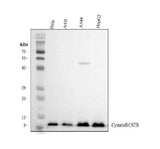 Anti-Stefin B/CSTB Antibody Picoband® Boster Bio