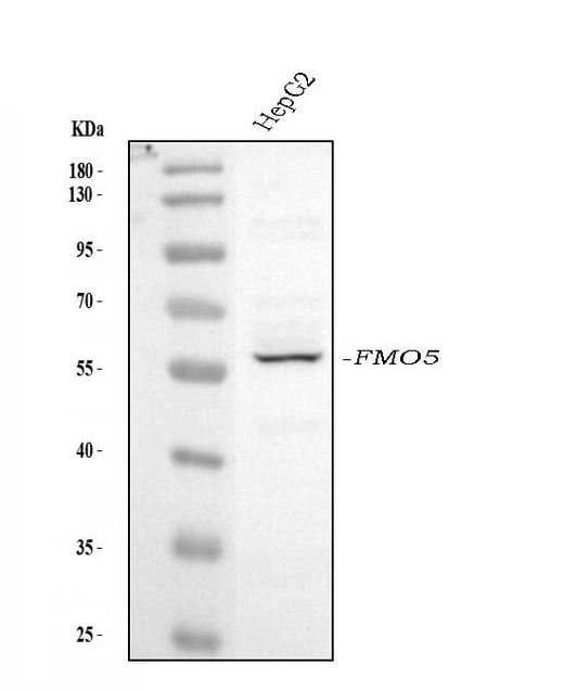 Anti-FMO5 Antibody Picoband® Boster Bio