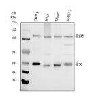 Anti-NFkB/NFKB1 p105/p50 Antibody Picoband® Boster Bio