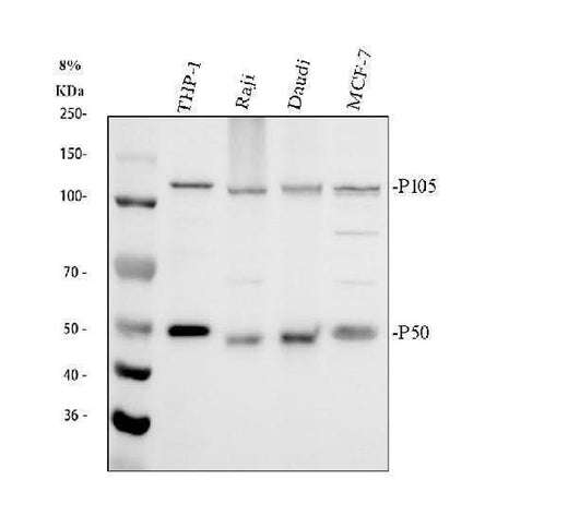 Anti-NFkB/NFKB1 p105/p50 Antibody Picoband® Boster Bio