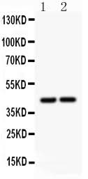 Anti-RUNX3 Antibody Picoband® Boster Bio