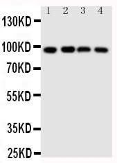 Anti-SIDT1 Antibody Picoband® Boster Bio