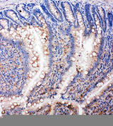 Anti-SMAD5 Antibody Picoband® Boster Bio