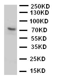 Anti-P2X purinoceptor 7 P2RX7 Antibody Picoband® Boster Bio