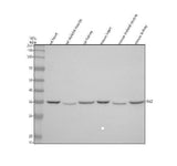 Anti-Tafazzin/TAZ Antibody Picoband® Boster Bio