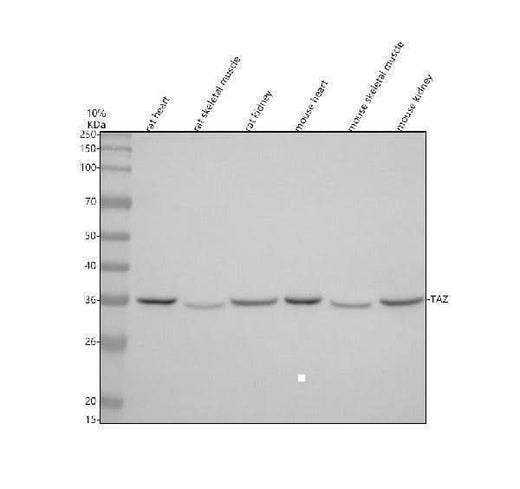 Anti-Tafazzin/TAZ Antibody Picoband® Boster Bio