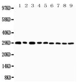 Anti-CD134/OX40/TNFRSF4 Antibody Picoband® Boster Bio