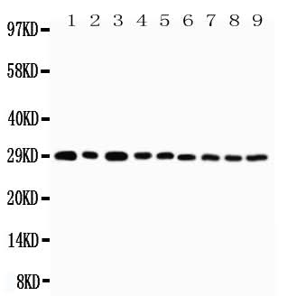 Anti-CD134/OX40/TNFRSF4 Antibody Picoband® Boster Bio
