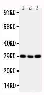 Anti-CD134/OX40/TNFRSF4 Antibody Picoband® Boster Bio