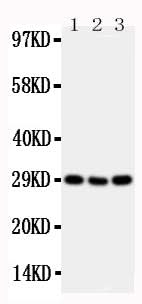 Anti-CD134/OX40/TNFRSF4 Antibody Picoband® Boster Bio