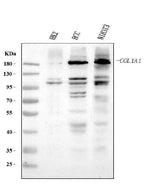 Anti-Collagen I/COL1A1 Antibody Picoband® Boster Bio