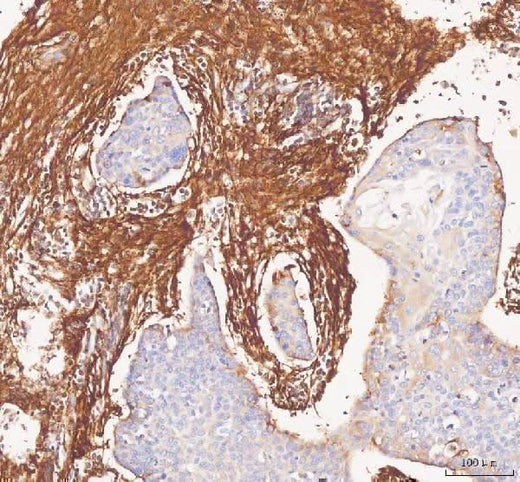 Anti-Collagen I/COL1A1 Antibody Picoband® Boster Bio