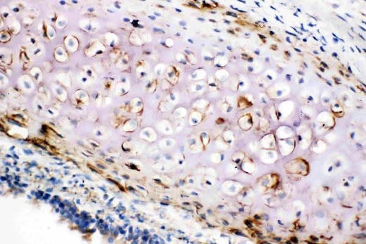 Anti-Collagen II/COL2A1 Antibody Picoband® Boster Bio