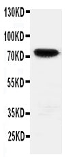 Anti-HIF3/HIF3A Antibody Picoband® Boster Bio