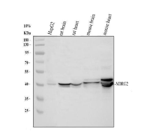 Anti-Protein NDRG2 NDRG2 Antibody Picoband® Boster Bio