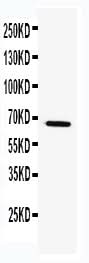 Anti-TRAF5 Antibody Picoband® Boster Bio