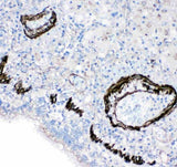 Anti-Gastrotropin FABP6 Antibody Picoband® Boster Bio