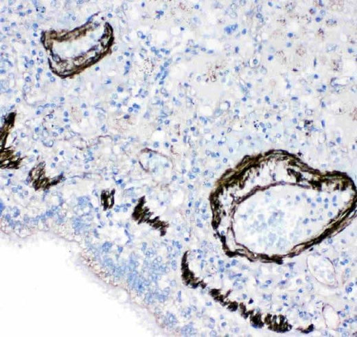 Anti-Gastrotropin FABP6 Antibody Picoband® Boster Bio