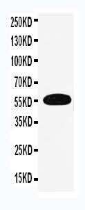 Anti-EAAT3/SLC1A1 Antibody Picoband® Boster Bio
