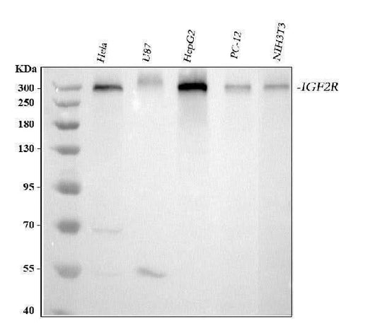 Anti-Mannose 6 Phosphate Receptor (Cation independent)/IGF2R Antibody Picoband® Boster Bio