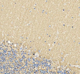 Anti-EAAT1/SLC1A3 Antibody Picoband® Boster Bio