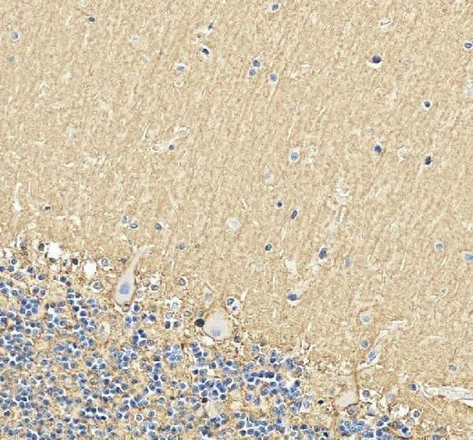 Anti-EAAT1/SLC1A3 Antibody Picoband® Boster Bio