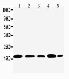 Anti-Nucleolysin TIA-1 isoform p40 TIA1 Antibody Picoband® Boster Bio