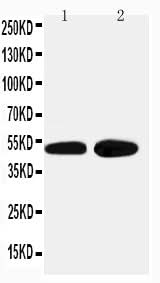 Anti-alpha 2a Adrenergic Receptor/ADRA2A Antibody Picoband® Boster Bio