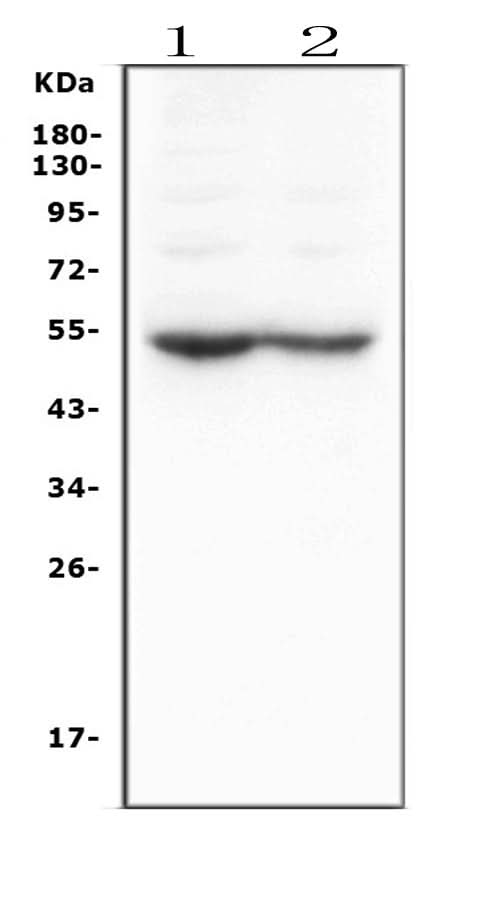 Anti-Dopamine Receptor D5/DRD5 Antibody Picoband® Boster Bio