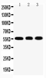 Anti-Krueppel-like factor 4 KLF4 Antibody Picoband® Boster Bio
