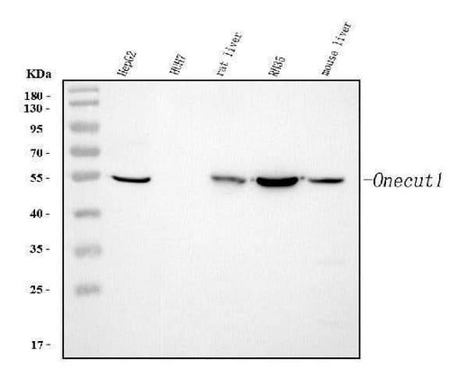 Anti-HNF6/ONECUT1 Antibody Picoband® Boster Bio