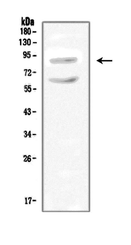 Anti-Sodium/hydrogen exchanger 2 SLC9A2 Antibody Picoband® Boster Bio