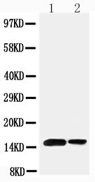 Anti-Sumo 1/SUMO1 Antibody Picoband® Boster Bio
