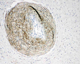 Anti-Calponin/CNN1 Antibody Picoband® Boster Bio