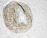 Anti-Calponin/CNN1 Antibody Picoband® Boster Bio