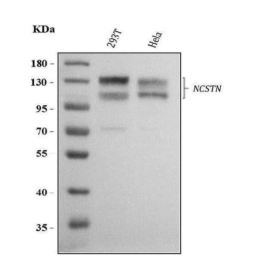Anti-Nicastrin/NCSTN Antibody Picoband® Boster Bio